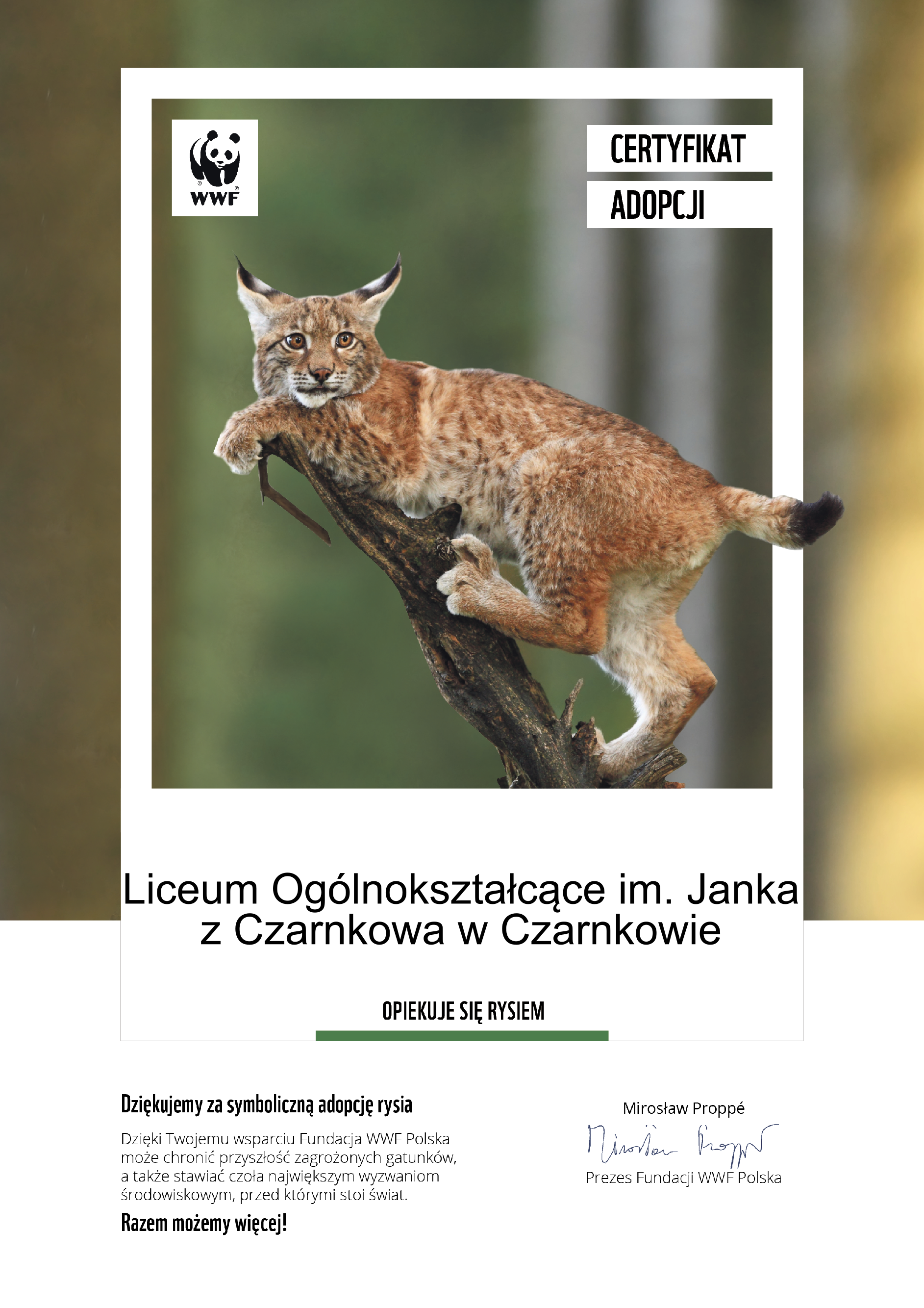 certyfikat adopcji rysia