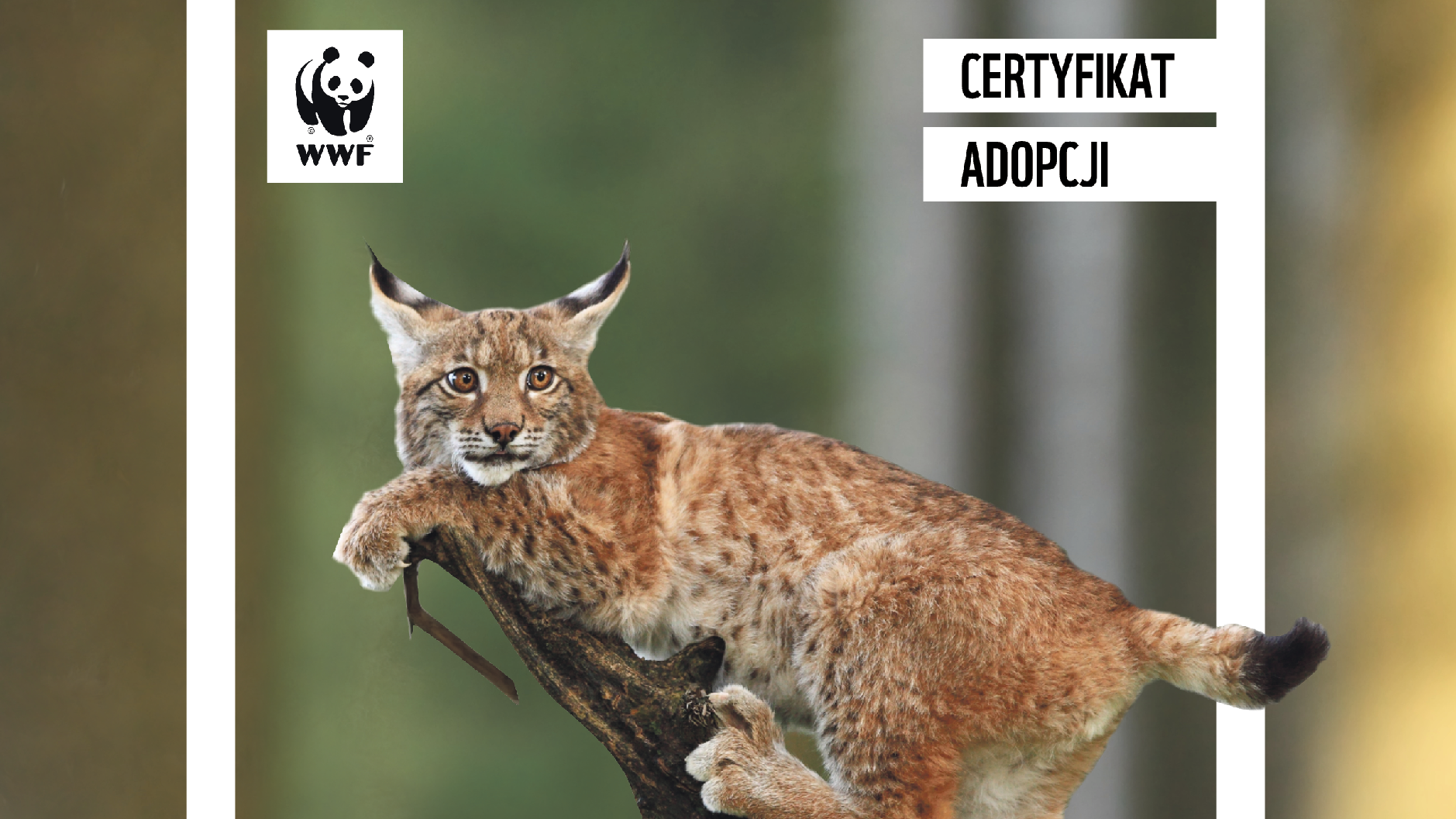 certyfikat adopcji rysia